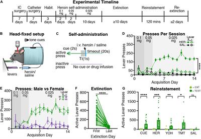 A Novel Assay Allowing Drug Self-Administration, Extinction, and Reinstatement Testing in Head-Restrained Mice